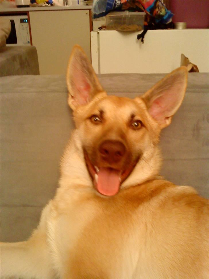 Blanding af racer Asta billede 19