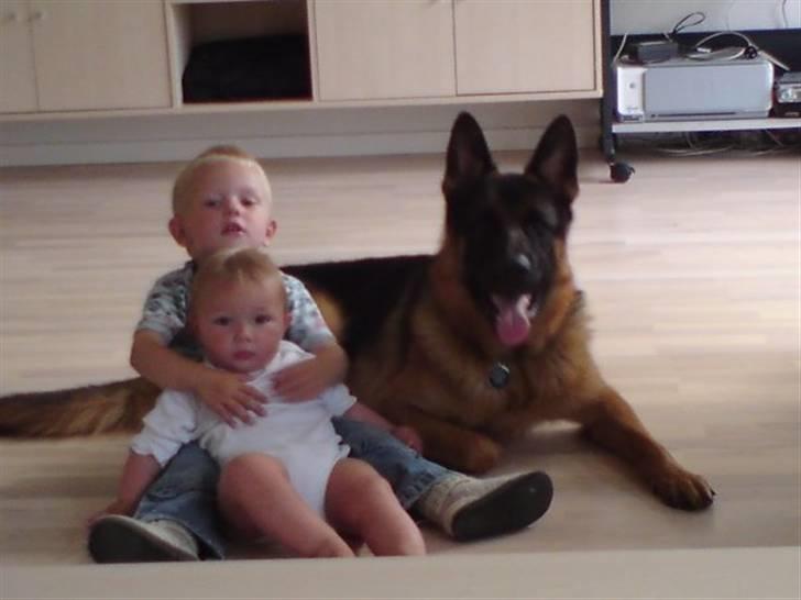 Schæferhund Anton (Almebo´s Obelix) - Anton med Nicklas og Nathalie billede 1