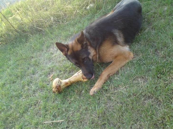 Schæferhund Anton (Almebo´s Obelix) - Anton og en halv ko billede 2