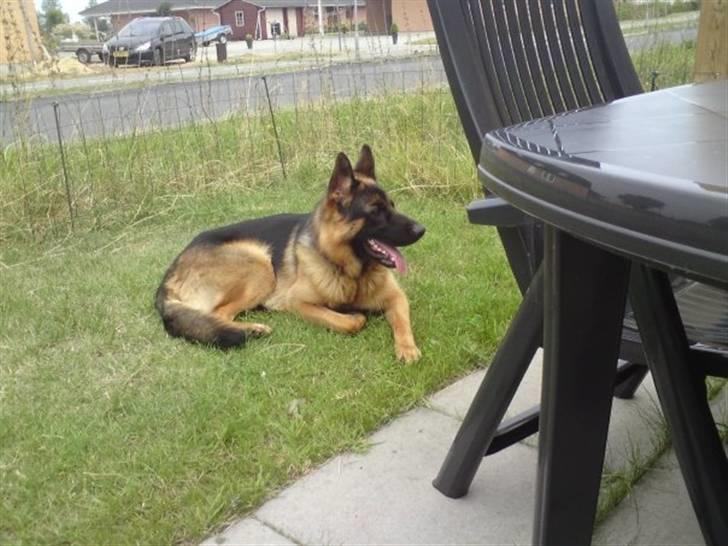 Schæferhund Anton (Almebo´s Obelix) - Anton kigger på naboens tæve billede 3