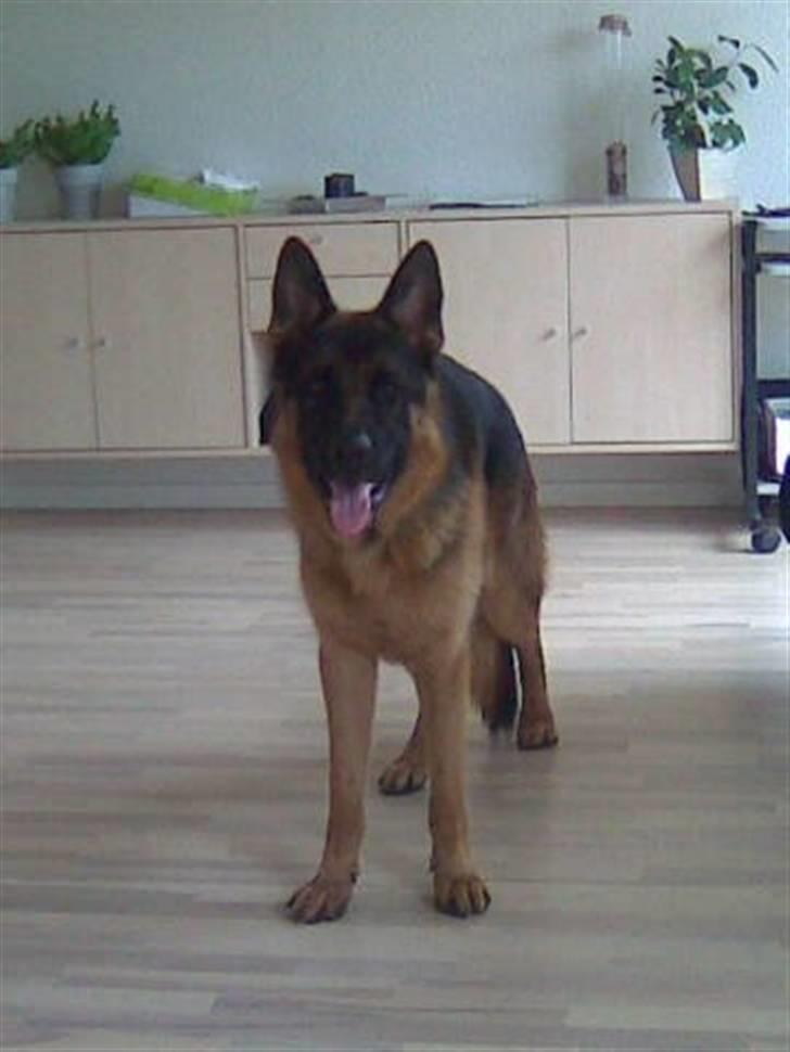 Schæferhund Anton (Almebo´s Obelix) - Anton posere foran kameraet billede 4