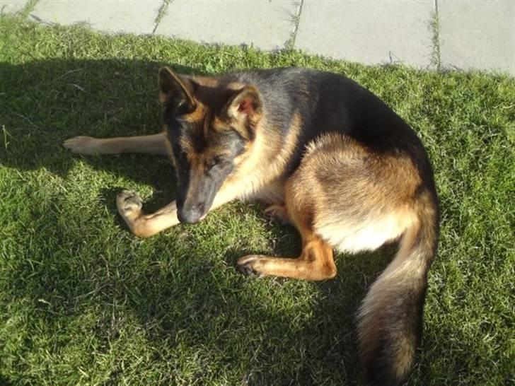 Schæferhund Anton (Almebo´s Obelix) - Ligger og hygger lidt i solen billede 5