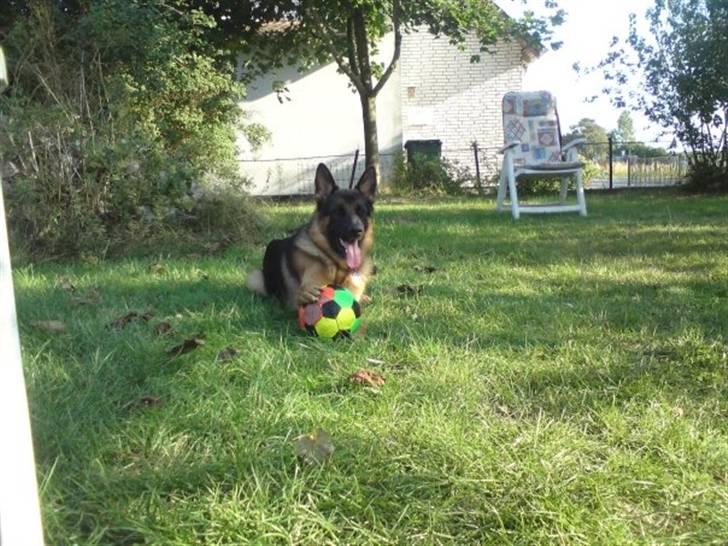 Schæferhund Anton (Almebo´s Obelix) - Anton spiser bold billede 6