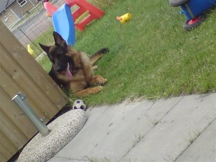 Schæferhund Anton (Almebo´s Obelix) - Holder øje med ungerne billede 7