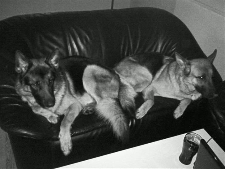 Schæferhund Anton (Almebo´s Obelix) - Anton og Tøssen billede 8