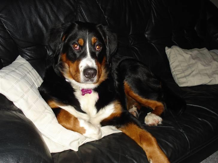 Berner sennenhund Minnie billede 17