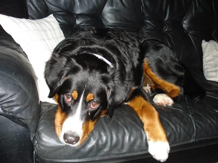 Berner sennenhund Minnie billede 18