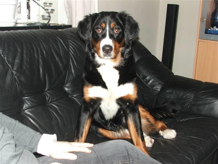 Berner sennenhund Minnie billede 19