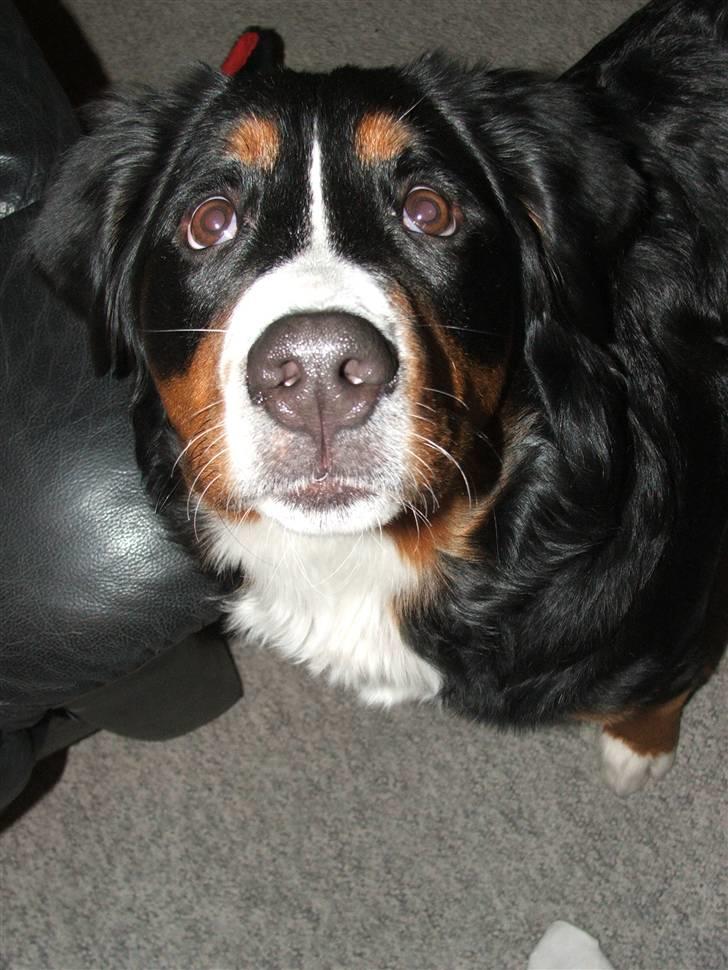 Berner sennenhund Minnie billede 20