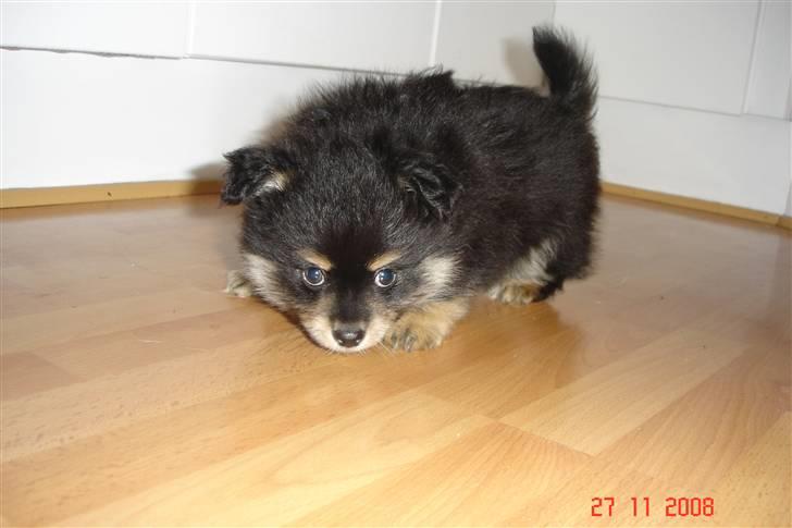 Blanding af racer Bailey - Billed af Bailey inden vi fik ham hjem billede 2