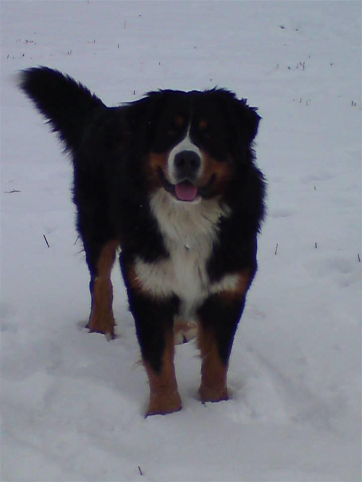 Berner sennenhund Terplinggaards Arkaen billede 15