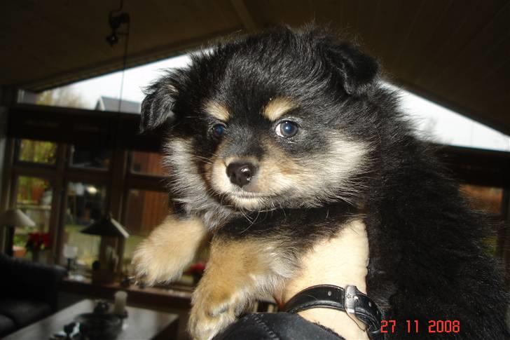 Blanding af racer Bailey - Billed af Bailey inden vi fik ham hjem billede 3