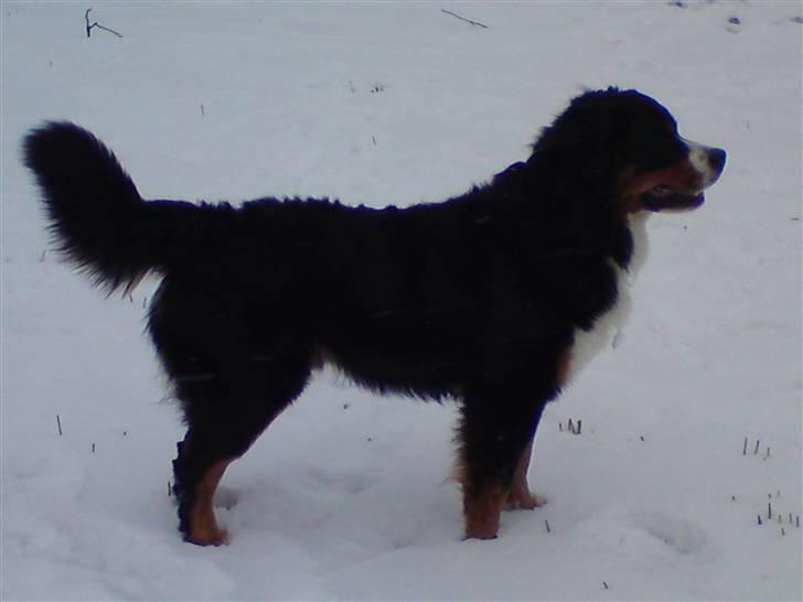 Berner sennenhund Terplinggaards Arkaen billede 16