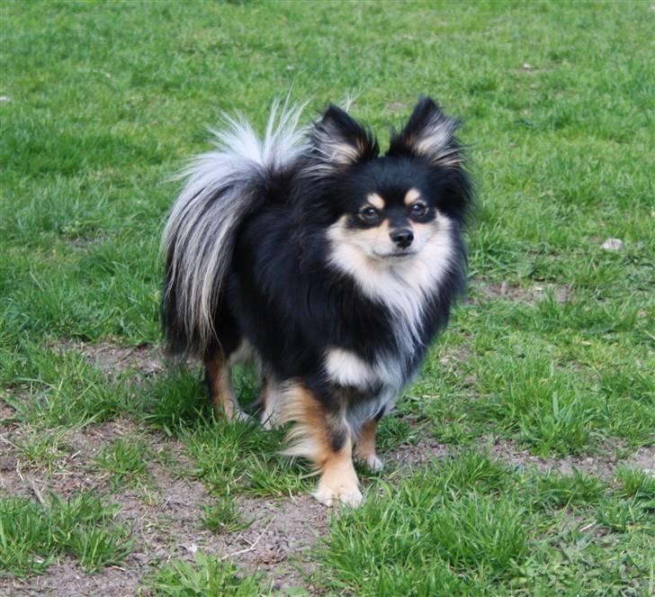 Blanding af racer Bailey - I hundegården hvor vi boede før :) billede 1