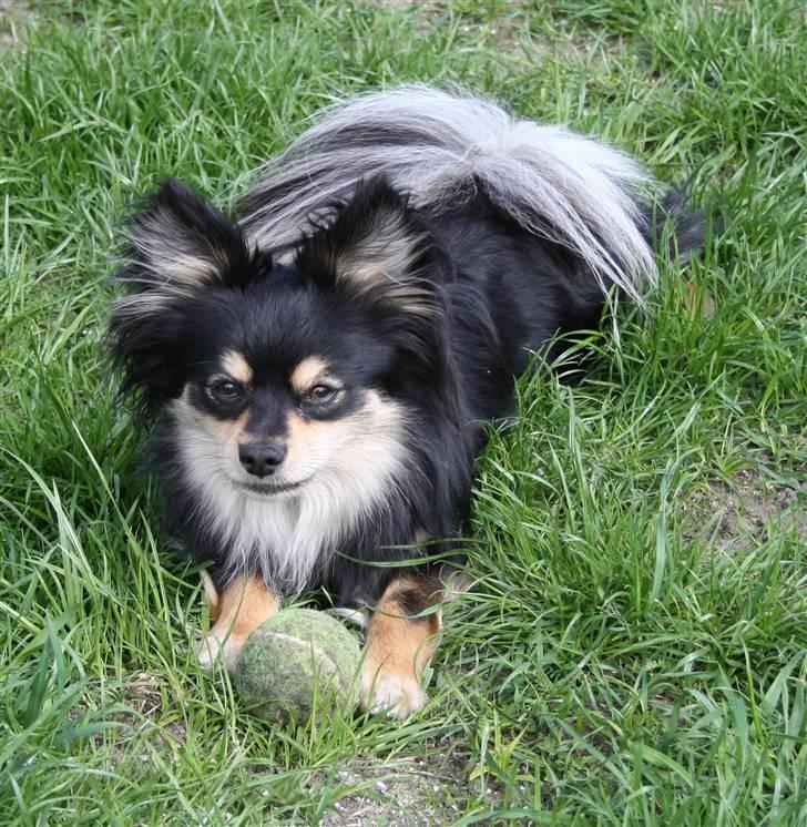 Blanding af racer Bailey - I hundegården hvor vi boede før :) billede 16