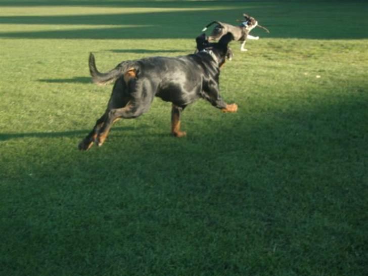 Blanding af racer Dloce billede 6