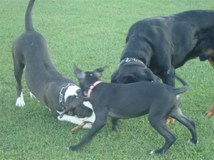 Blanding af racer Dloce billede 7