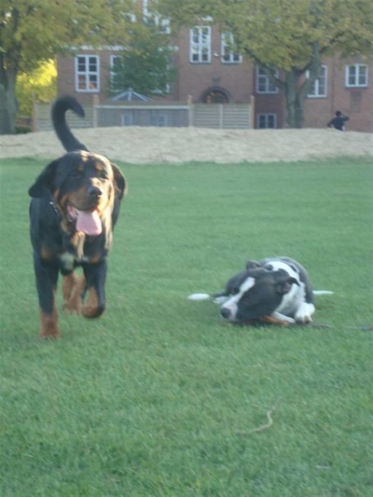 Blanding af racer Dloce billede 8