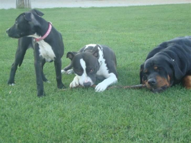 Blanding af racer Dloce billede 9