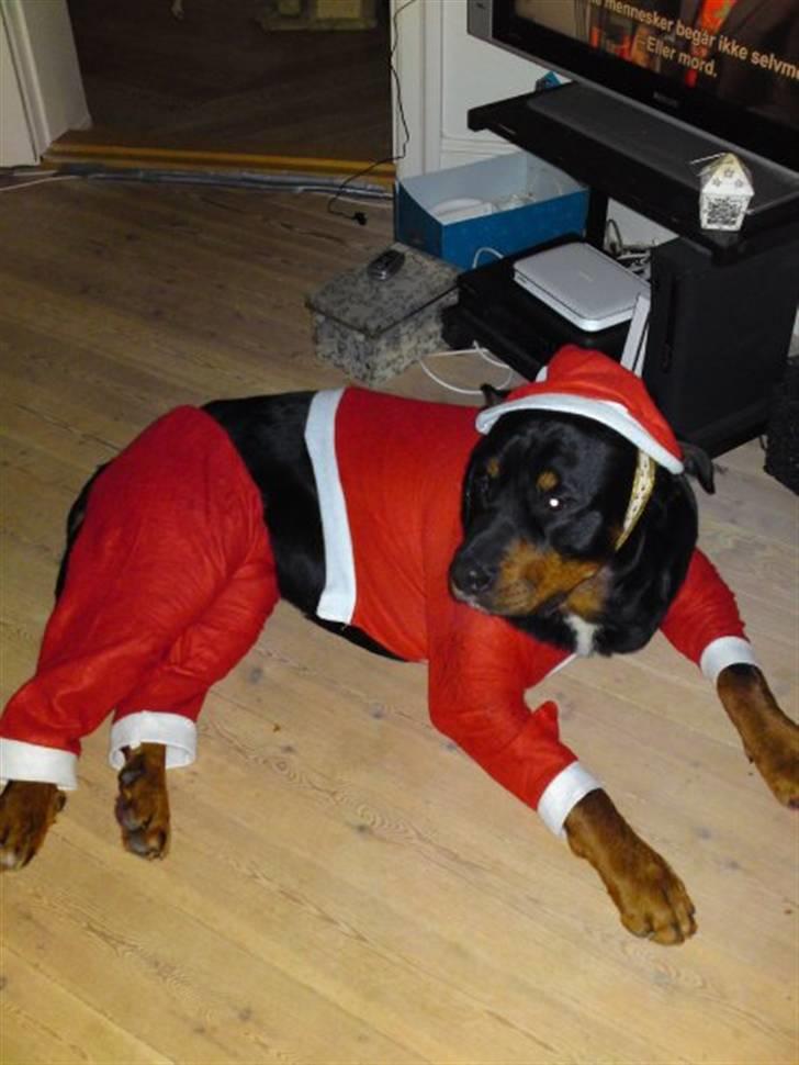 Blanding af racer Dloce billede 10