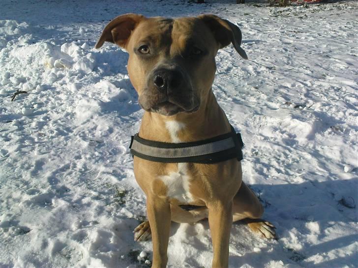 Amerikansk staffordshire terrier Chiva - Min flotte tøs ! <3 billede 1