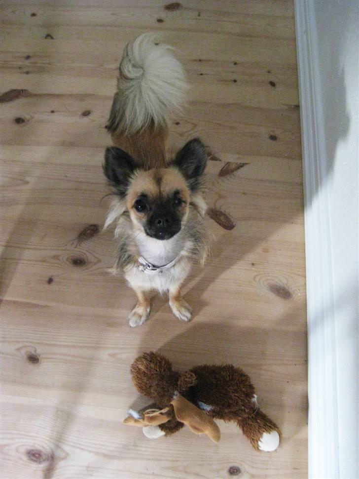 Chihuahua Chanel - 2010. billede 15