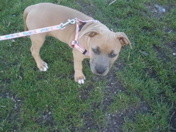 Amerikansk staffordshire terrier Chiva - Chiva 9 uger  gammel billede 2