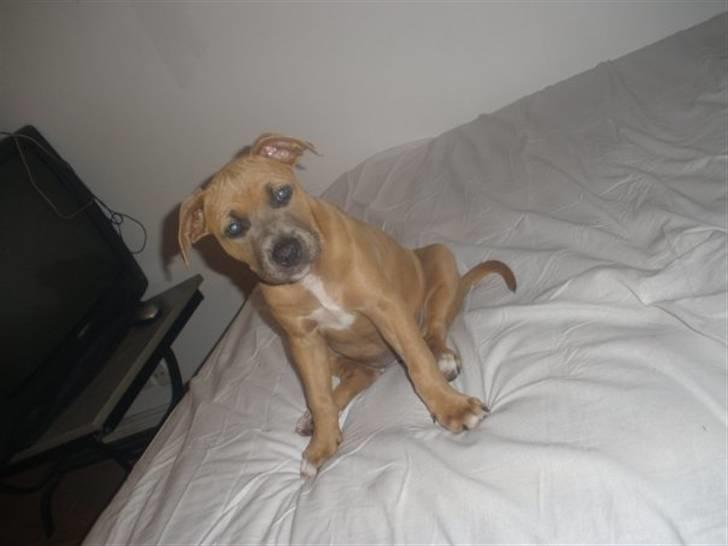 Amerikansk staffordshire terrier Chiva - Chiva 9 uger  gammel billede 3