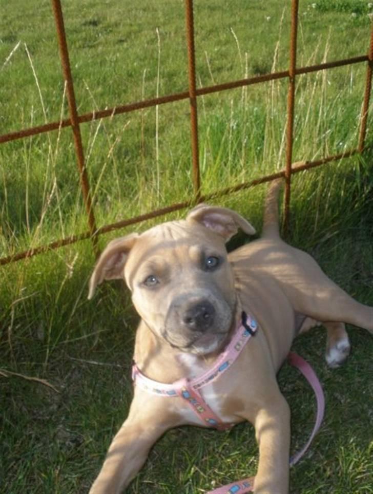 Amerikansk staffordshire terrier Chiva - Chiva 9 uger  gammel billede 4