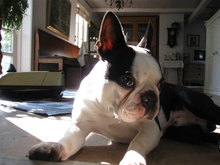 Boston terrier Georgi billede 20