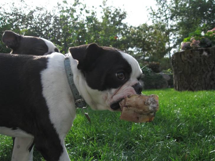 Boston terrier Nelly billede 16