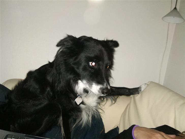 Blanding af racer Kátur - det er MIN sofa, så her er spærret billede 6