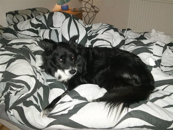 Blanding af racer Kátur - En som er "kommet til" at sove i sengen billede 7