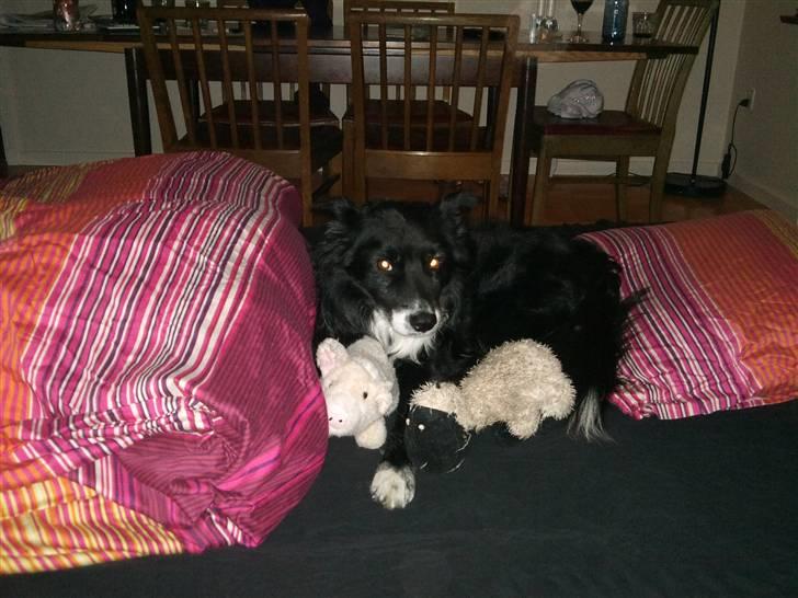 Blanding af racer Kátur - Jeg låner lige mosters luftmadras billede 8