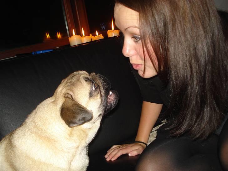 Mops Doffy - Doffy elsker når man puster den i hovedet. Den gør alt hvad den kan for at "spise" luften :-) billede 18