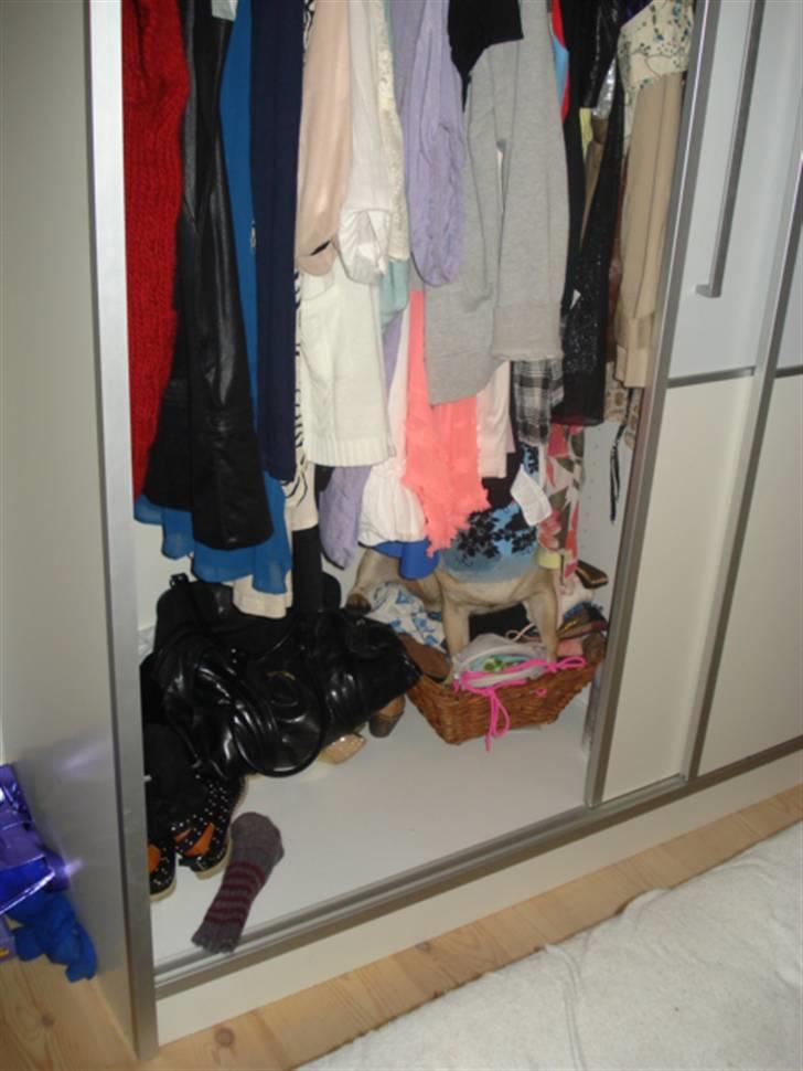 Mops Doffy - "Find en hund :-)" billede 19