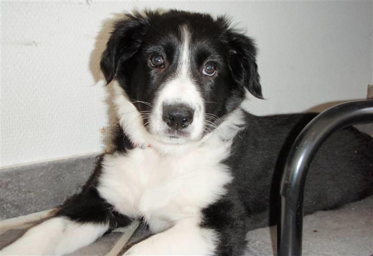 Border collie Wicka - Velkommen til min profil :) . billede 1