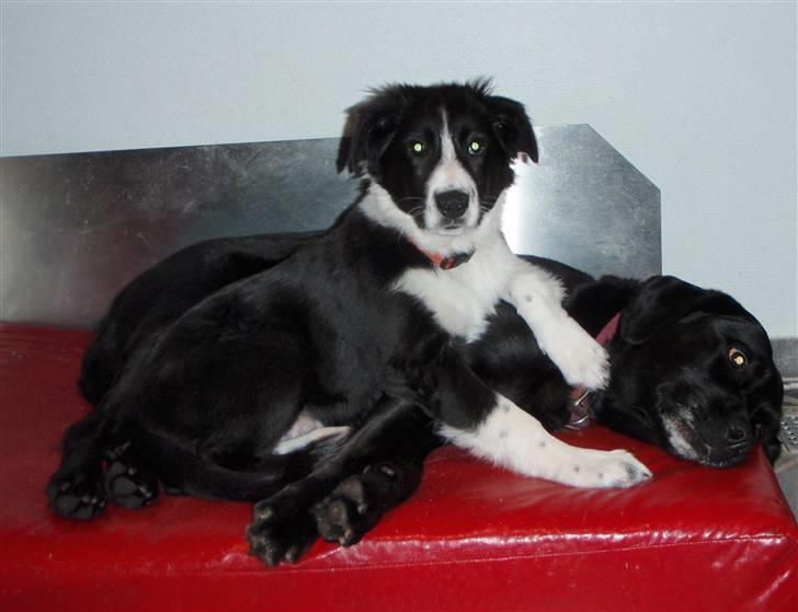 Border collie Wicka - Her er et eksempel på at Wicka her i huset er "sessen" . Øverst i hierakiet eller ingenting ;) . billede 2