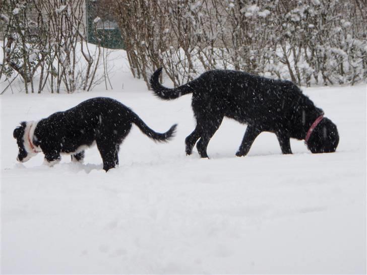 Border collie Wicka billede 4