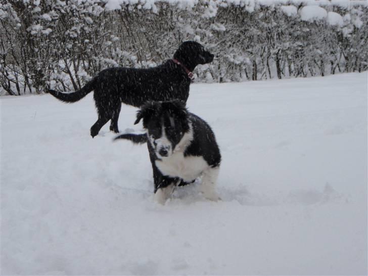 Border collie Wicka - Den første sne. 2009. billede 5