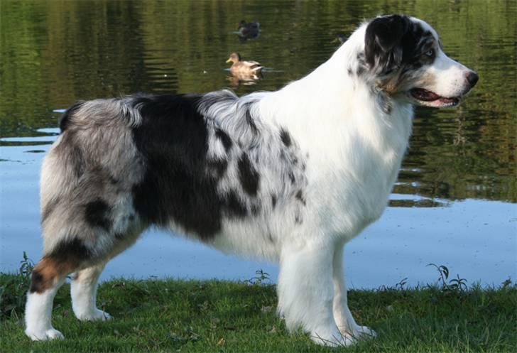 Australian shepherd Kelly billede 7