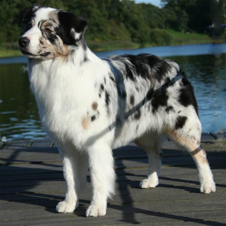 Australian shepherd Kelly billede 8