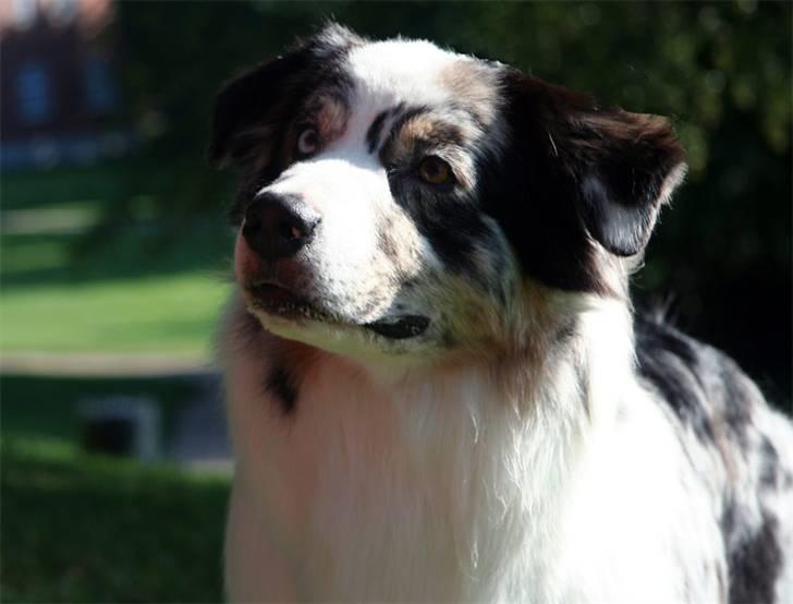 Australian shepherd Kelly billede 9