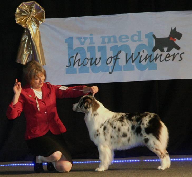 Australian shepherd Kelly billede 10