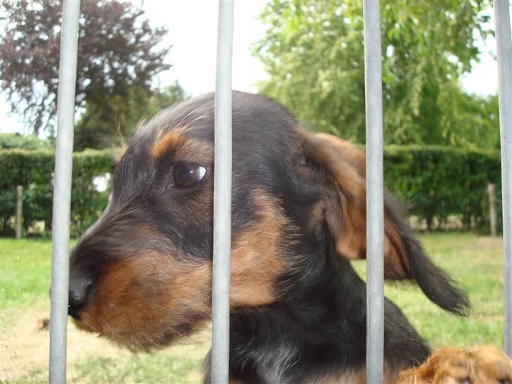 Gravhund Skovkrogen´s Adda billede 1