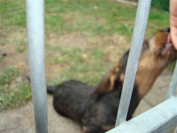 Gravhund Skovkrogen´s Adda billede 2