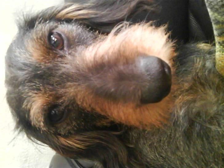 Gravhund Skovkrogen´s Adda billede 3