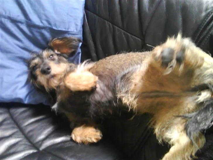 Gravhund Skovkrogen´s Adda billede 4