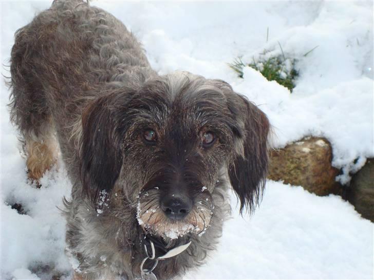 Gravhund Chilli.. Skáth<33 billede 1