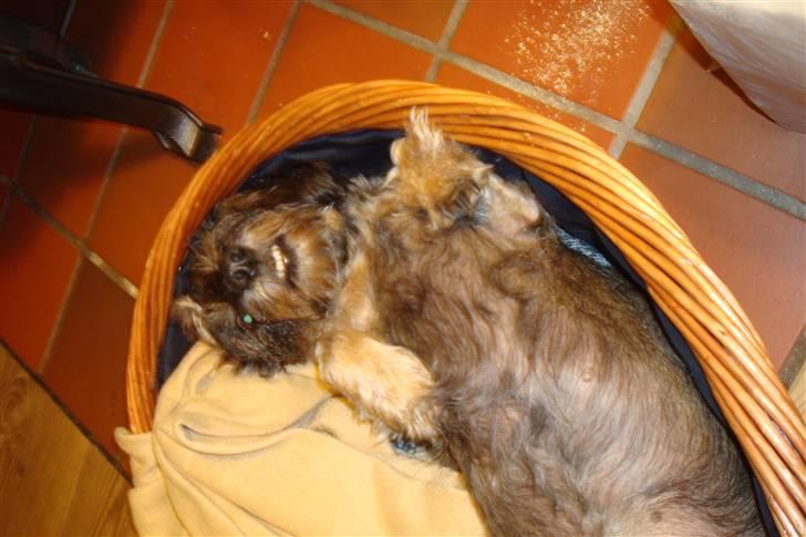 Gravhund Chilli.. Skáth<33 billede 2